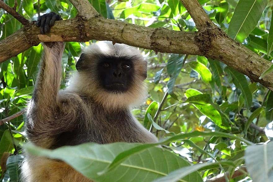 What the destiny of the helpless Hanumans of Keshabpur in Jessore is