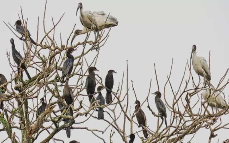Owners get letters of bird's nest rent money