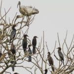 The Bangladesh Government-issued letters regarding the rent of the birdhouse to the gardeners