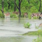 Around 6000 dear lives are feared to live in danger in Nijhum dwip