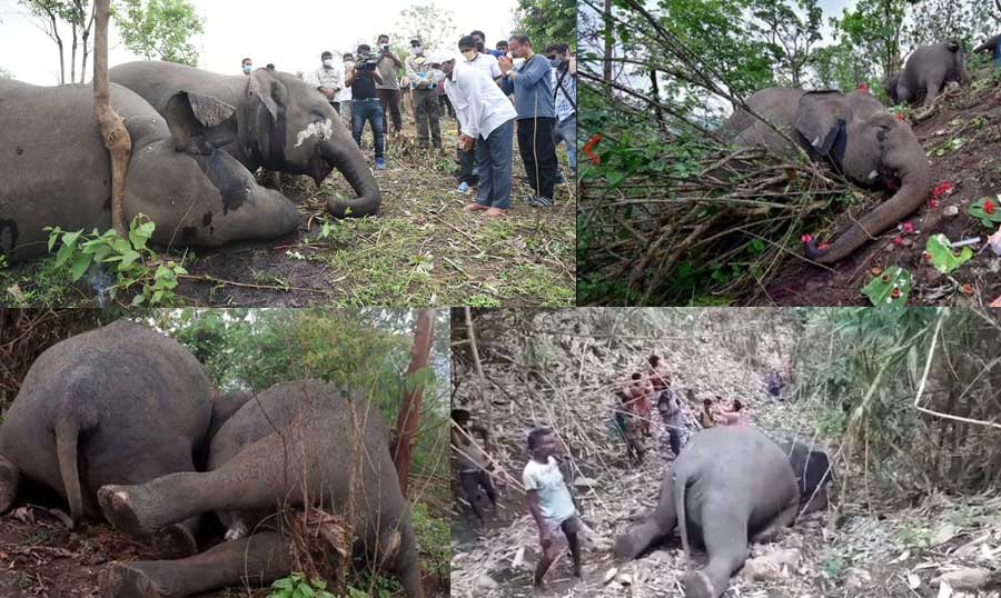 Strange! Eighteen Elephants Died at a time -is it Because of Lightning or the Torture of Poachers