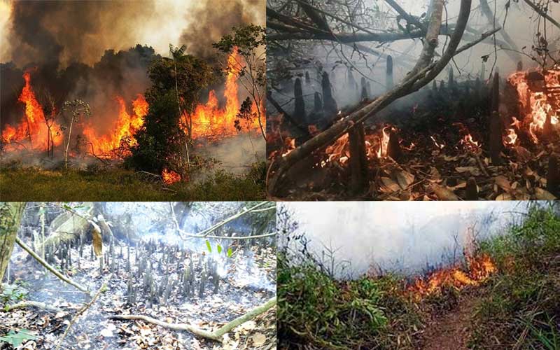 The fire of Sundarbans finally extinguished after 30 hours, burned 3 acres of forest