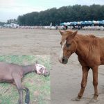Environmental Organizations jointly issued Legal notice against the death of horses in Cox's Bazar