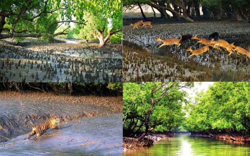 Biodiversity in the Sundarbans is in a great threat to face a massive loss
