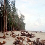 Hundreds of Tamarisk Trees are disappearing