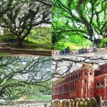 No hospital At CRB, Chattagram is needed by means of chopped  trees