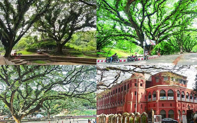 No hospital At CRB, Chattagram is needed by means of chopped  trees