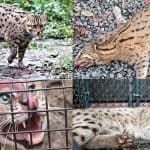 The reproduction of Fishing Cats is increasing in the artificial Conservation in Kolkata