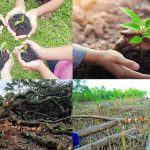 There is an account of tree plantations but not any account for tree destructions