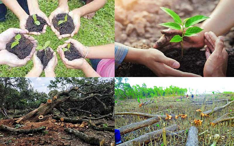 There is an account of tree plantations but not any account for tree destructions