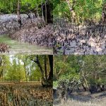 The Mangroves Forest Sundarbans are the lands of Natural beauty