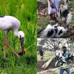 Brutality towards Openbill birds in RAMEC hospital, Rajshahi, Bangladesh