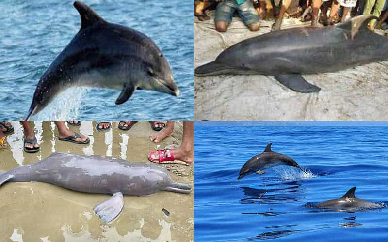 Bangladeshi Ecological Catastrophe Threatens Rare Dolphins, Bengal