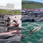 Fourteen hungered Dolphins were killed on an Island in Denmark
