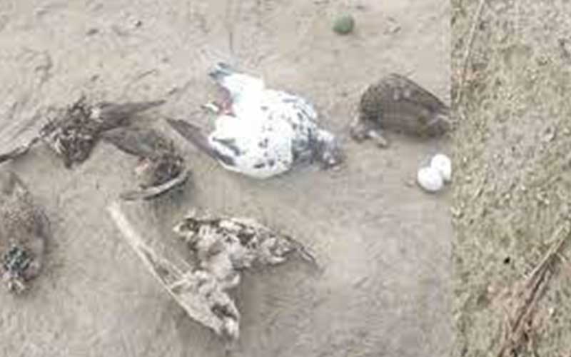 hundreds of birds died eating poisoned rice
