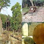 indiscriminate cutting of trees threatening the environment of rajshahi