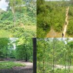 no place for doing social forestry destroying the natural forest