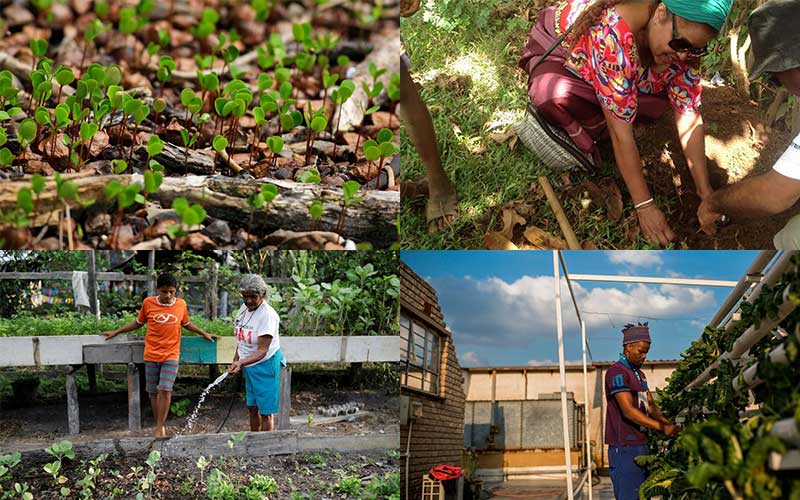 farmers of africa practice hydroponics to cultivate all year round 