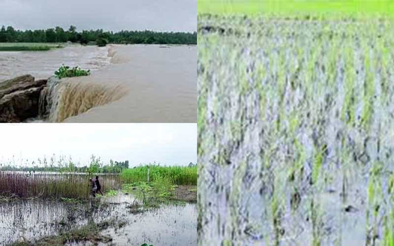 flash floods severely hit agricultural lands in bangladesh