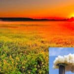 Natural carbon purification is possible