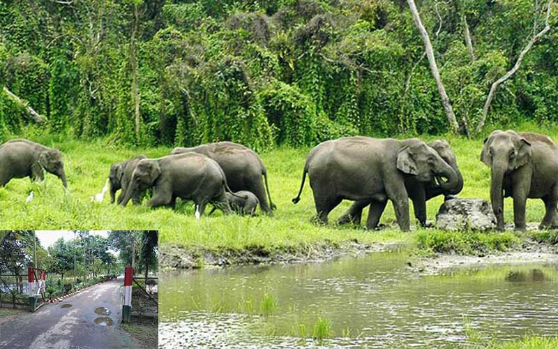 bangabandhu corridor will construct at chattogram hill tracts for wildlife conservation