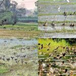 moynadip is famous for the arrival of guest birds.
