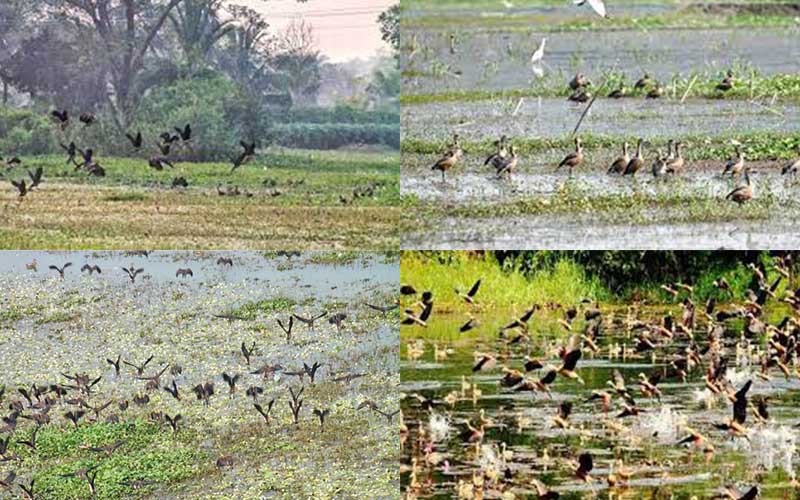 moynadip is famous for the arrival of guest birds.