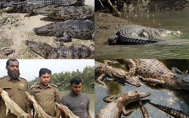 on the birth centenary of bangabandhu, 100 baby crocodiles were released in sundarbans area.