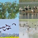 the sanctuary of guest birds in barishal (bangladesh) are at threat