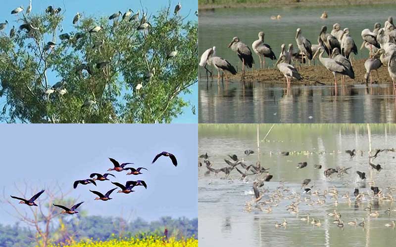 the sanctuary of guest birds in barishal (bangladesh) are at threat