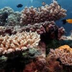 the use of coal is gradually increasing day by day