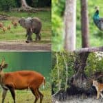 twenty seven environmental organizations have come in solidarity to protect wildlife and forests