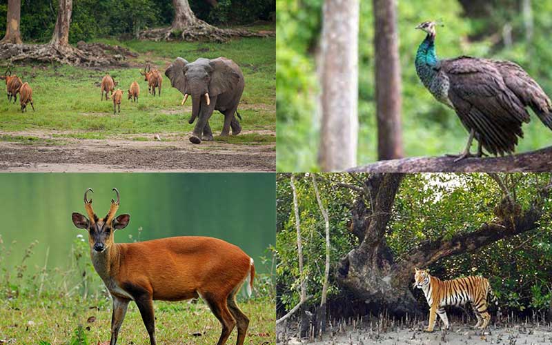 twenty seven environmental organizations have come in solidarity to protect wildlife and forests