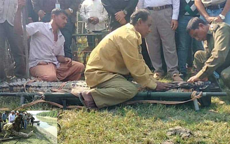 wild animals rescued from the chandramahal eco park were released in the sundarbans