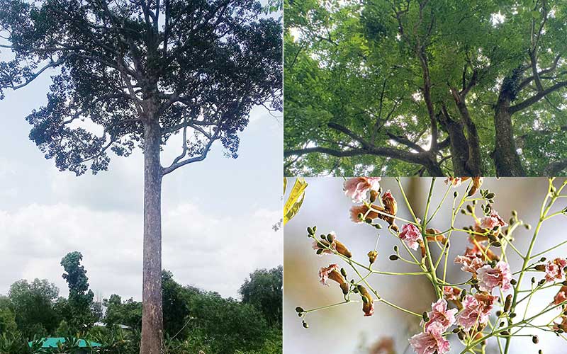  about 62 trees are on the verge of extinction in bangladesh global report