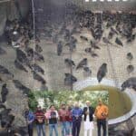 more than 700 detained sturnidae birds were set free with the help of police