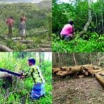 deforestation has resulted in frequent epidemics