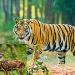 for the first time in the sundarbans, besides the tiger census, there is a deer and pig census