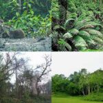 forest occupation must stop in bangladesh to protect the natural environment and biodiversity