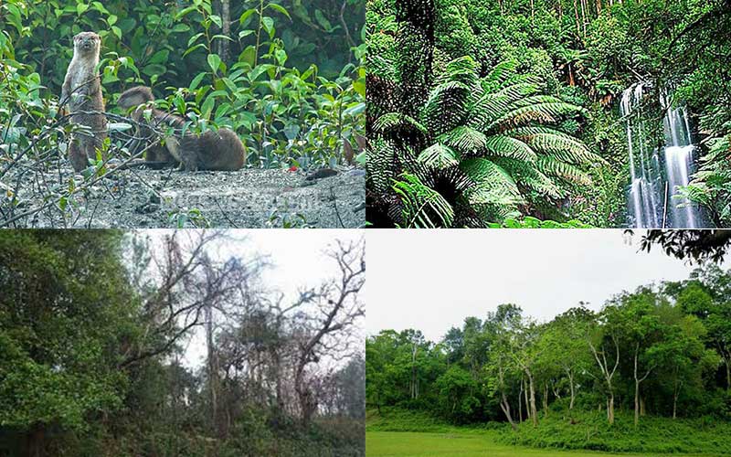 forest occupation must stop in bangladesh to protect the natural environment and biodiversity
