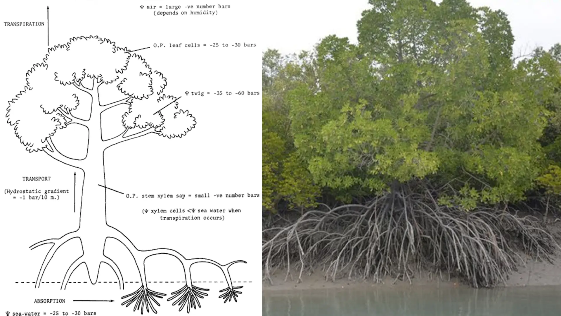 mangrove tree diagram