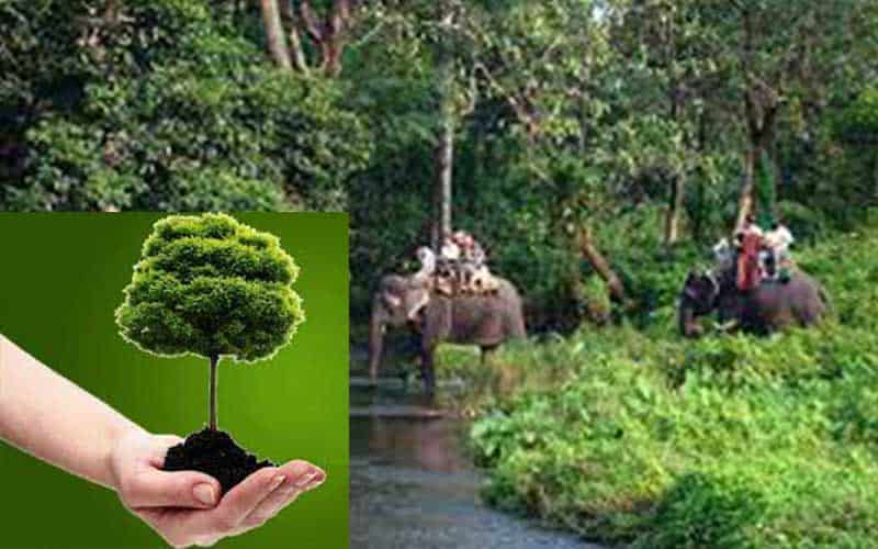 to protect the environment, we have to protect our forest
