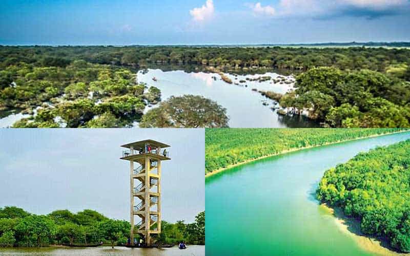 a new project commenced on protecting the environment of the sundarbans and the wetlands in sylhet