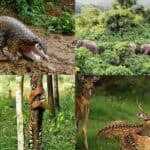bangladesh wildlife crime suppression unit rescued about 38,000 wild animals from trafficking in the last ten years.