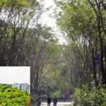 the begum rokeya university campus planted 30,000 trees to protect the environment