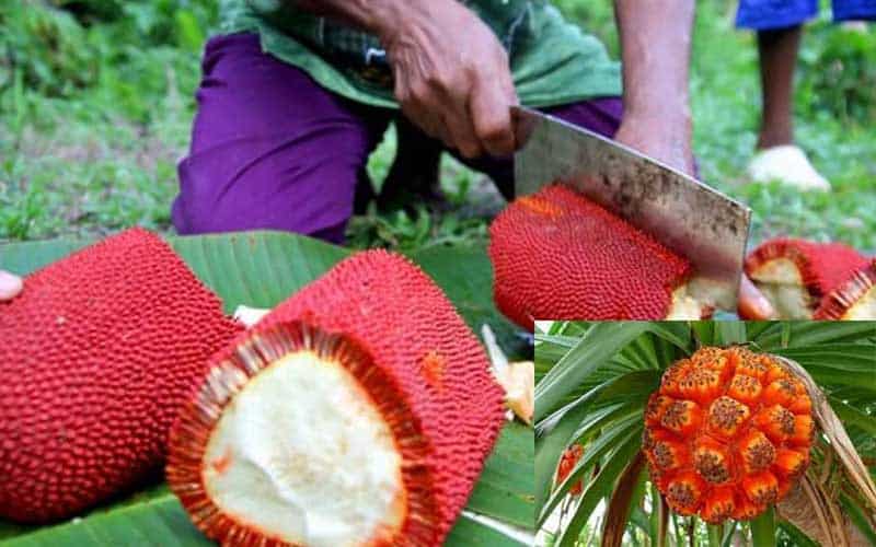 the world will face a severe food crisis due to climate change