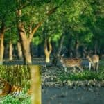 bangladesh is giving importance to protecting biodiversity