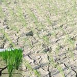 due to climate change, there is no rain in bangladesh, even though the monsoon season continues