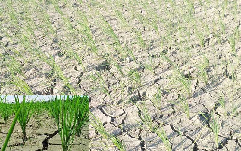 due to climate change, there is no rain in bangladesh, even though the monsoon season continues