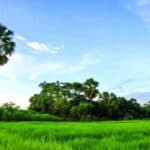 the health of human civilization depends on environmental health